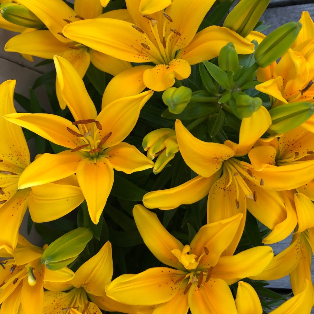 Meet your Posher, Linda